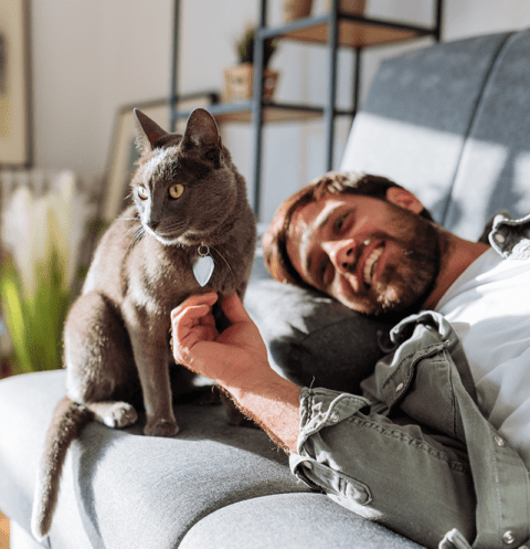 View of Feline Hypertension - Information About Hypertension in Cats