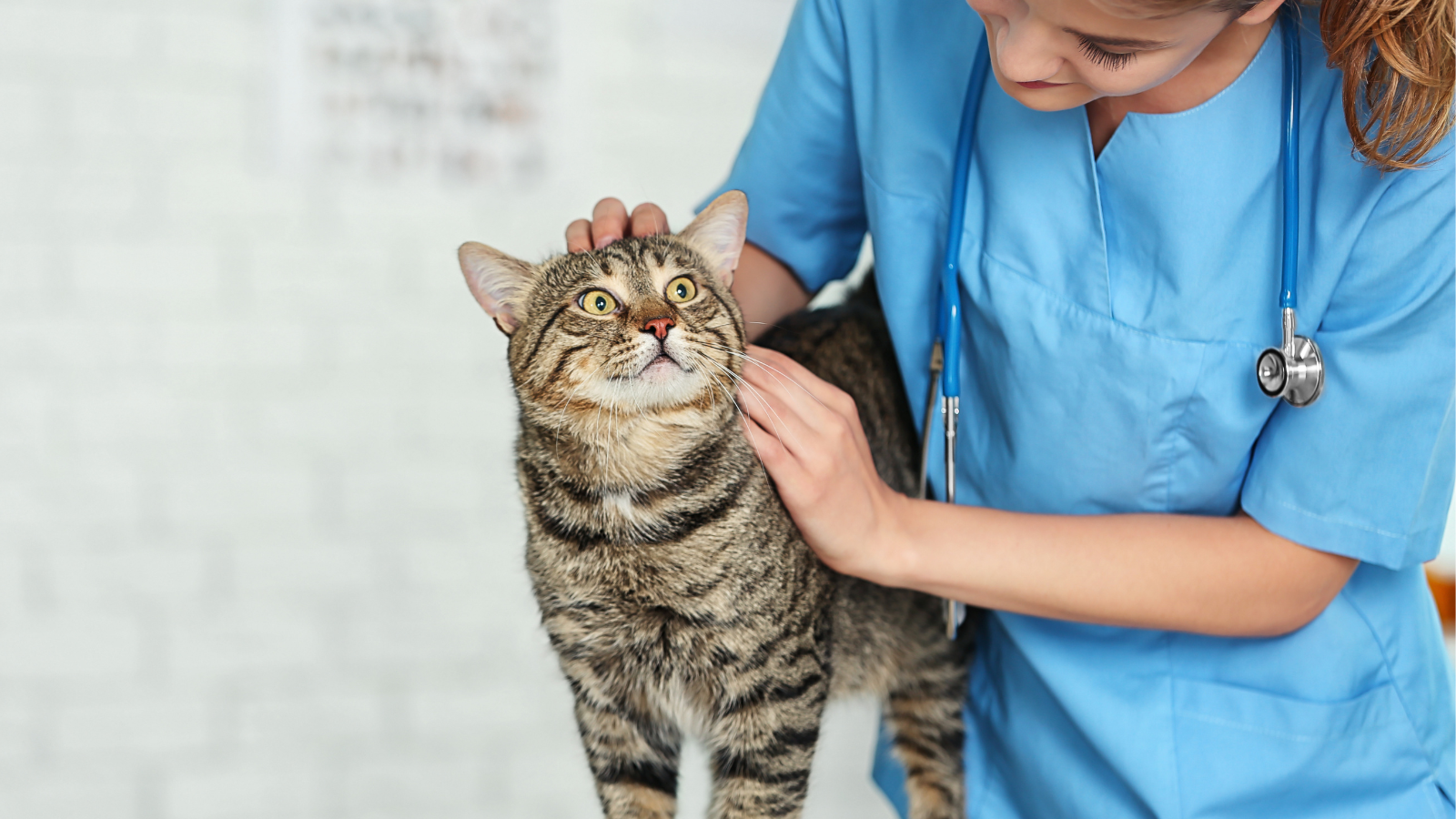 How Do They Treat Kidney Disease In Cats